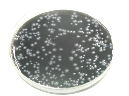 レジオネラ属菌の写真