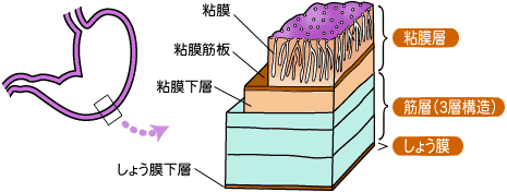 胃壁の構造