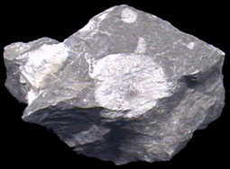 石灰石（フズリナ化石入り）
