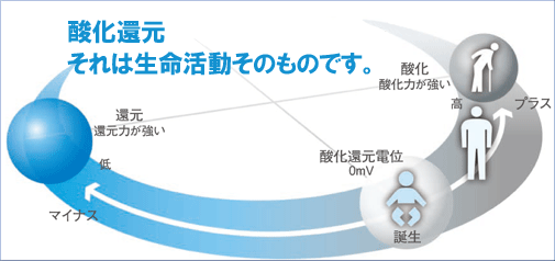 酸化還元----それは生命活動そのものです。