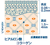 ヒアルロン酸イメージ