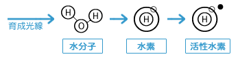 育成光線