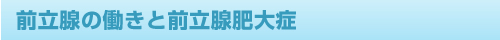 前立腺の働きと前立腺肥大症