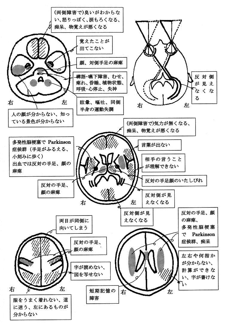 脳の働きと分布