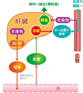 肝臓の3つの重要な役割